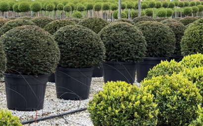 taxus baccata - a palla